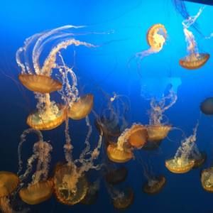 Meet your Posher, Jazzi